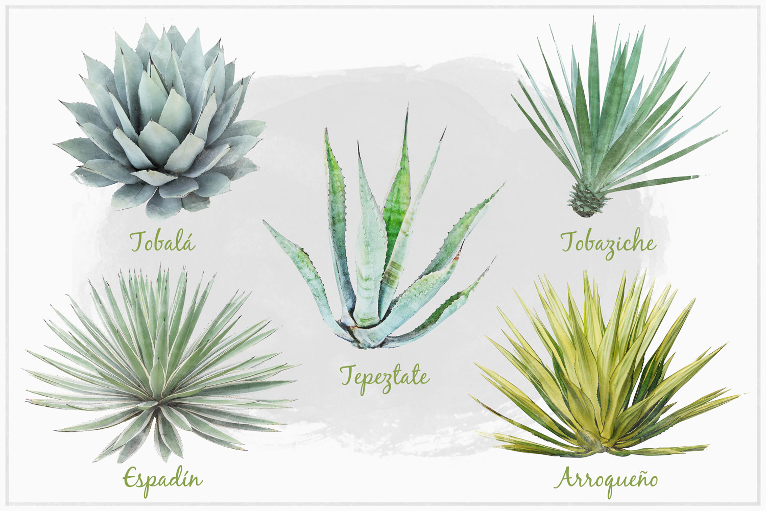 types of agave